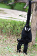 Photo: white cheek gibbon white cheek gibbon