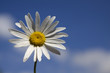 Marguerite