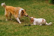 Cavalier king charles spaniel and scottish collie playing.