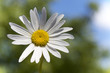 Marguerite