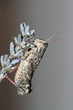 Saltamontes en lavanda, caelifera