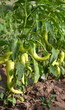 ����: piments � celeste clochard #33922189