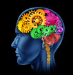 Brain function