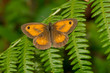 Coenonympha pamphilus