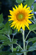 Baugy (Saône et loire) - Tournesol Baugy (Saône et loire) - Tournesol