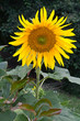 Baugy (Saône et loire) - Tournesol Baugy (Saône et loire) - Tournesol