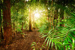 in australian rainforest