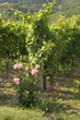 Rosen im Weingarten