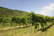 Rieslinganbau Wachau