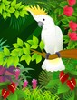 Cockatoo in the tropical forest Cockatoo in the tropical forest