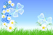 Cornflowers, camomiles with green grass