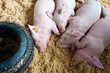 pink pigs asleep