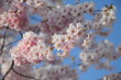Foto: Mandelblüten - Kirschblüten Mandelblüten - Kirschblüten