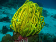 Yellow Coral