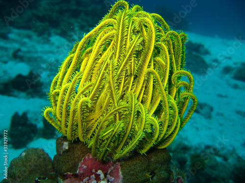 Photo: Yellow Coral Yellow Coral