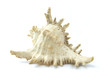 Conch  gourd shell