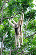 White Gibbon