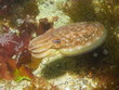 Seiche - Sepia officinalis