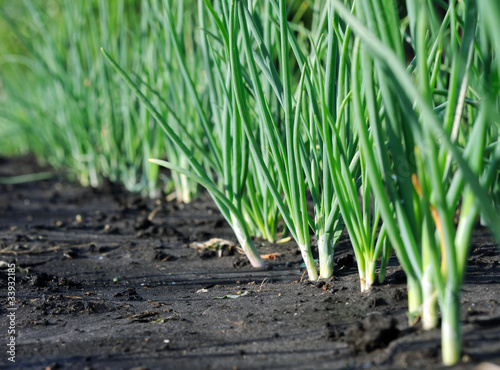 Photo: onion plantation after the rain onion plantation after the rain