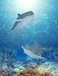 happy dolphins