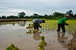 farmers