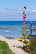 La rose et la mer