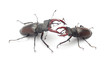 Photo: stag beetle stag beetle