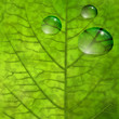 Foglia con gocce d'acqua - Leaf closeup  with water drops