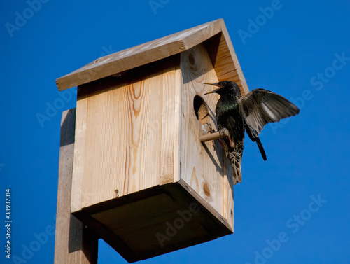 Photo: birdhouse with blackbird birdhouse with blackbird