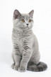 British kittens on white background British kittens on white background