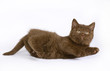 chocolate British kitten chocolate British kitten