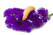 larva
