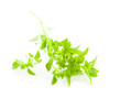 Fresh Basil / spice herb on white background