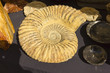 Big ammonite