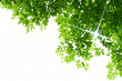 Green leaves on white background Green leaves on white background