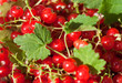 red current