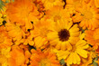 calendula