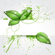 Sfondo con foglie - Leafs background