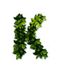 letter leaves K