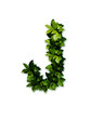 letter leaves J