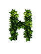 letter leaves H