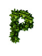 letter leaves P
