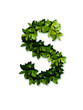 letter leaves S