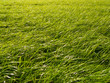 Gras
