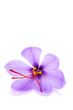saffron flower