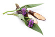 Beinwell (Symphytum officinale L.) Blüten und Wurzel