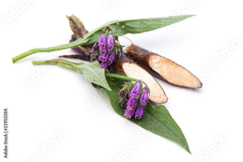 Photo: Beinwell (Symphytum officinale L.) Blüten und Wurzel Beinwell (Symphytum officinale L.) Blüten und Wurzel