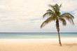 Palm three