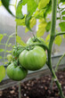 tomatoes in a greenhouse