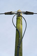 Telegrafenmast